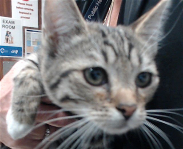 FIDDLE - Domestic Short Hair available for adoption