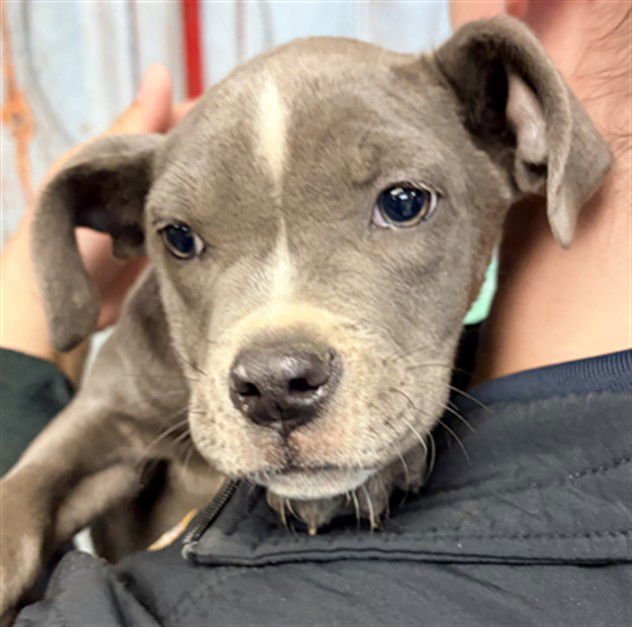 CONCHA - Pit Bull Terrier available for adoption