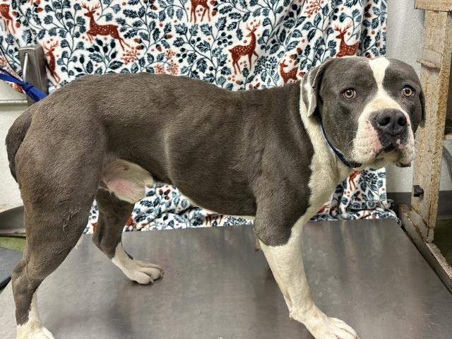 STERLING - Pit Bull Terrier available for adoption