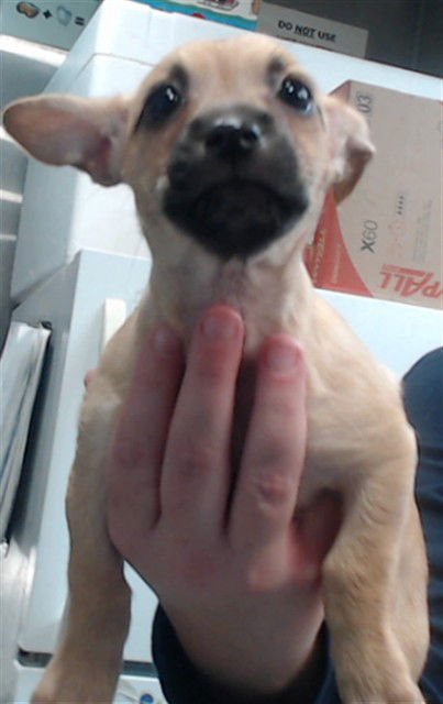 BETTYLOU - Chihuahua available for adoption