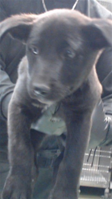 BENZ - Pit Bull Terrier / Australian Cattle Dog/Blue Heeler available for adoption