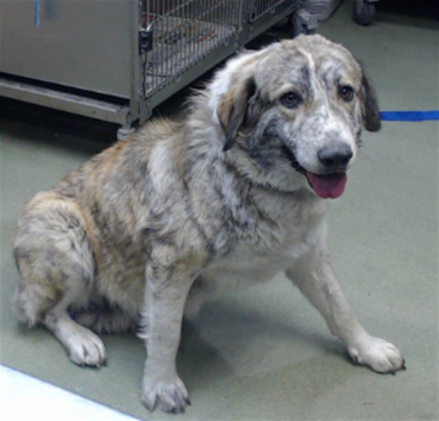 MED ADOPT LOLITA - Border Collie available for adoption