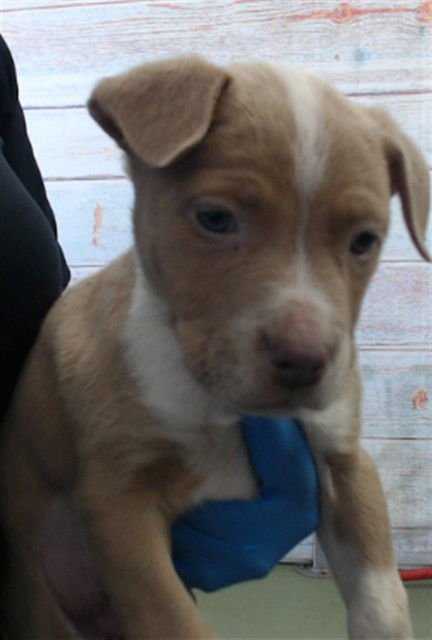 LINDT - Pit Bull Terrier available for adoption