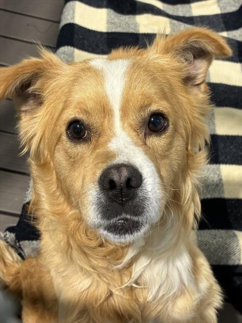 TRAMPER - Terrier available for adoption