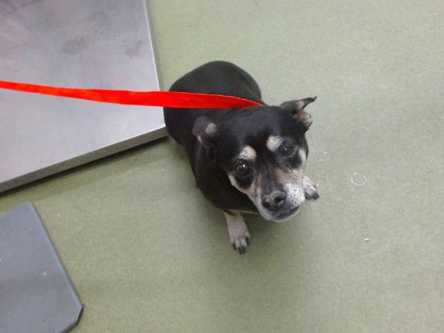 RUBY - Chihuahua available for adoption