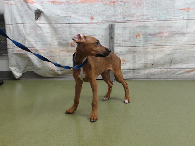 MED WAVIER SCOOBY DOO - Great Dane available for adoption