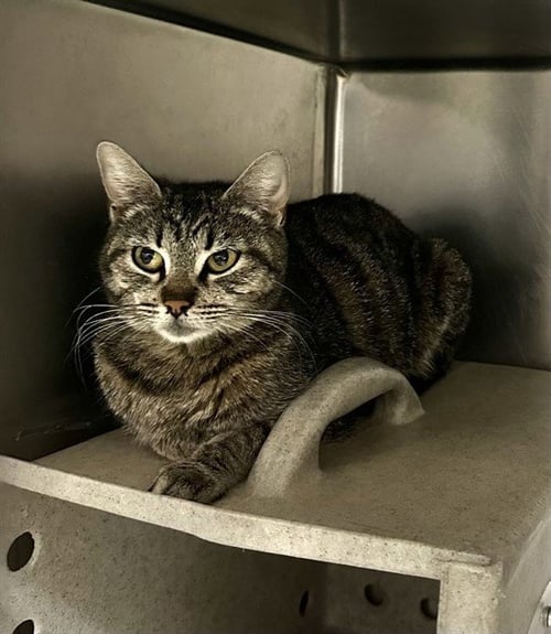 MAMA MAY - Domestic Short Hair available for adoption