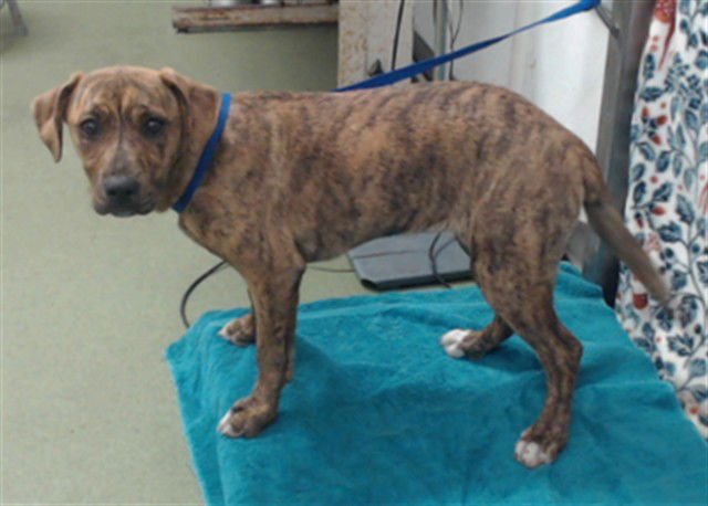 FRANCINE - Labrador Retriever available for adoption