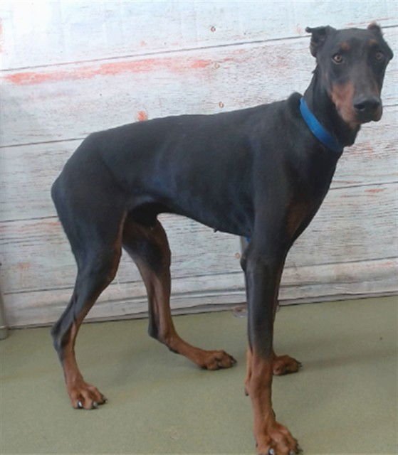 ROWAN - Doberman Pinscher available for adoption