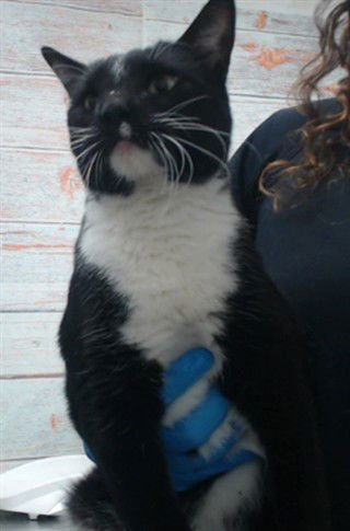 TEMPEST - Domestic Short Hair available for adoption