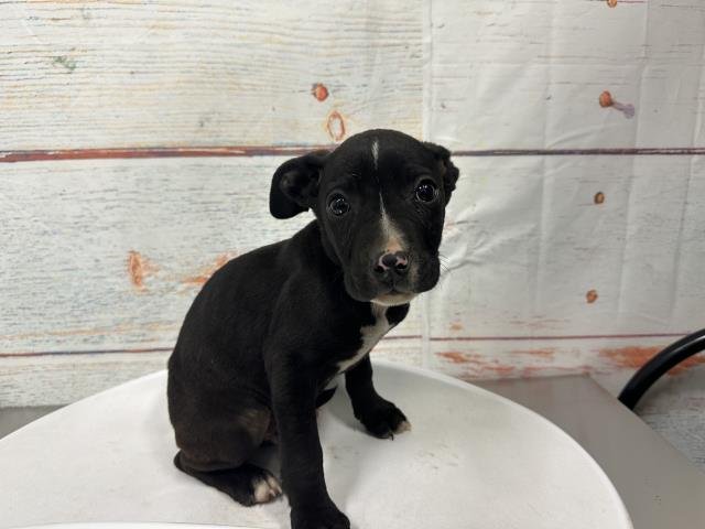 MED WAIVER JIM - Pit Bull Terrier available for adoption