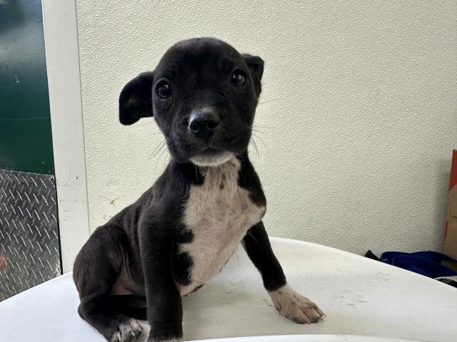 MED WAIVER JUNEAU - Pit Bull Terrier available for adoption