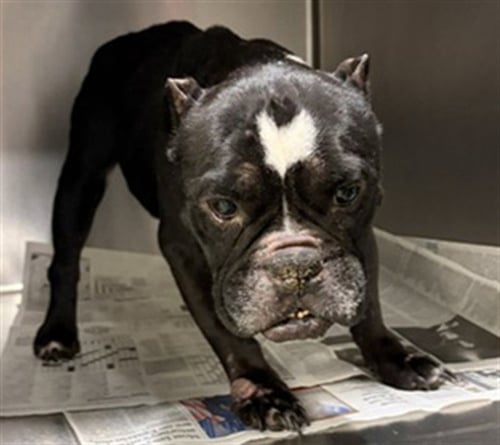 MED WAIVER POCKET - French Bulldog available for adoption