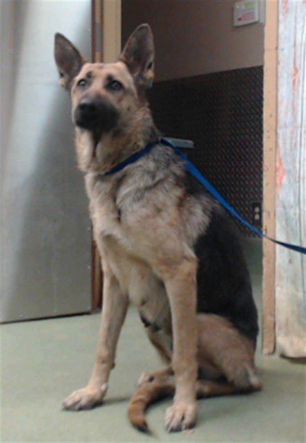 MED WAIVER POOKIE - German Shepherd Dog available for adoption