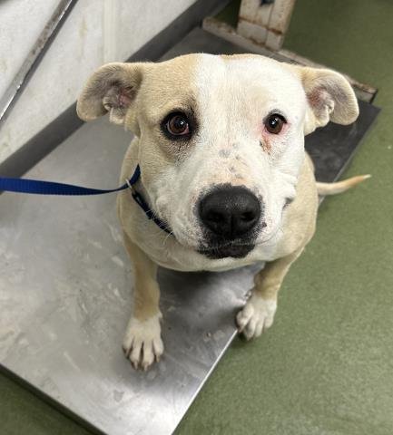 MED WAIVER AJA - Pit Bull Terrier available for adoption