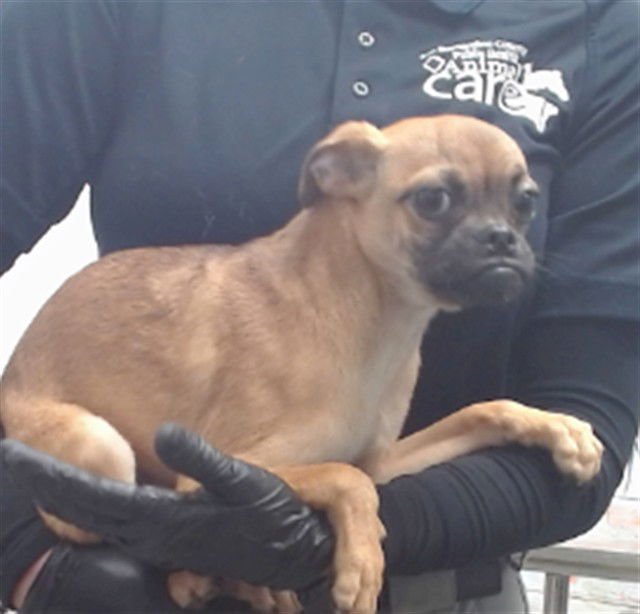 BENEDICT - Pug available for adoption