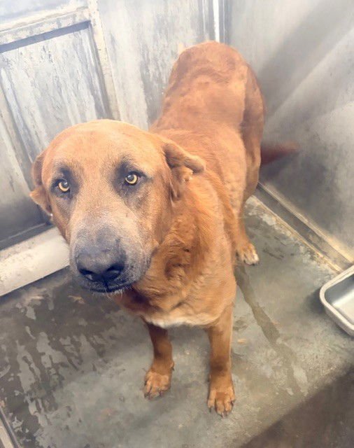 ARCHER - Anatolian Shepherd available for adoption