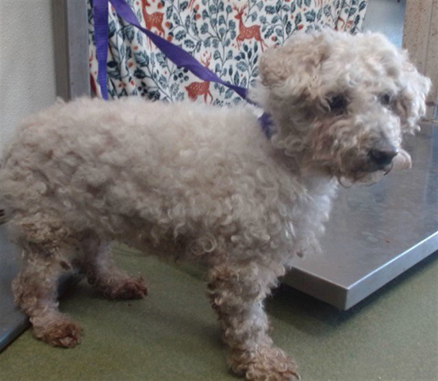 POMERGRANATE - Maltese available for adoption