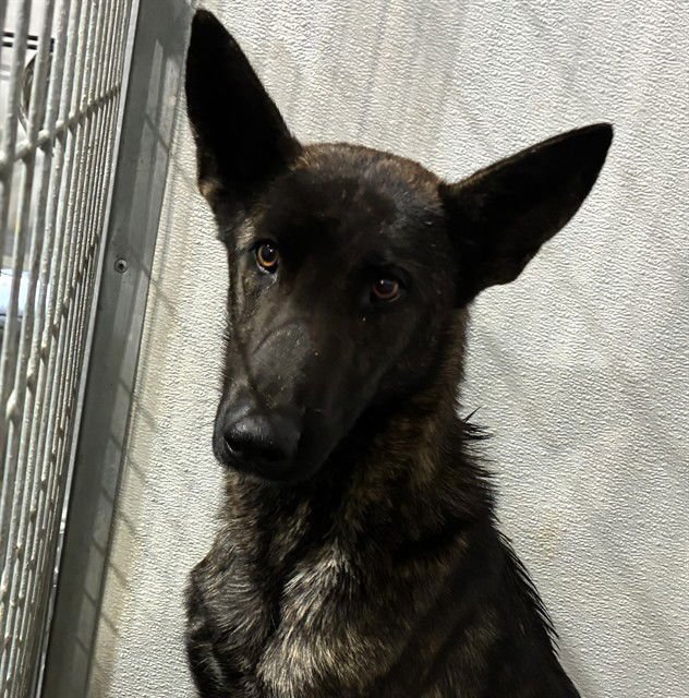 MED WAIVER JOJO - Dutch Shepherd available for adoption