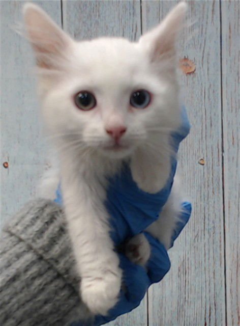 TE FITI - Domestic Short Hair available for adoption