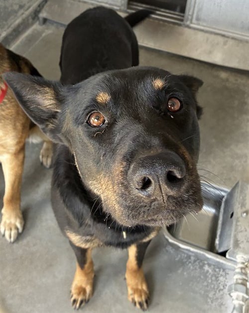 THELMA - German Shepherd Dog available for adoption