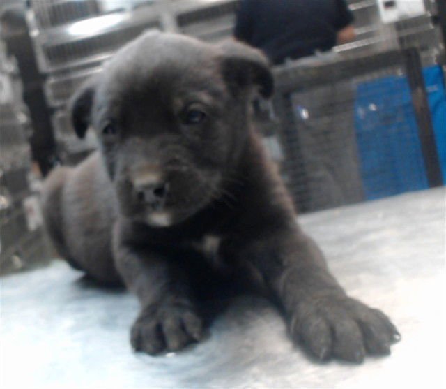 MED WAIVER CARLOS - Belgian Shepherd Malinois available for adoption