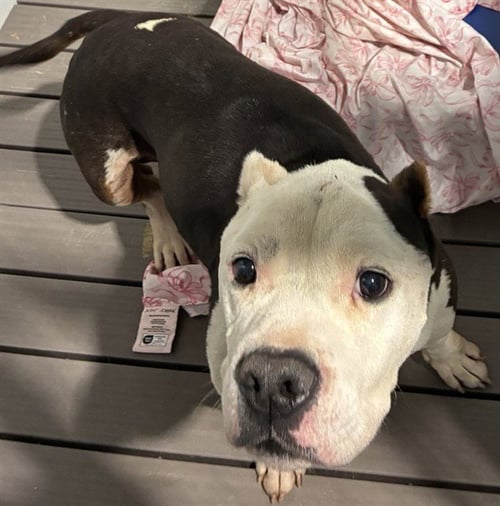 MED WAIVER MACK - Pit Bull Terrier / Bulldog available for adoption