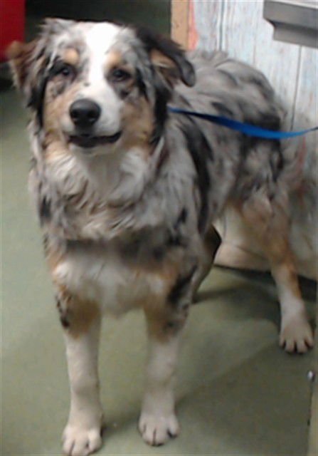 JERRY - Australian Shepherd available for adoption
