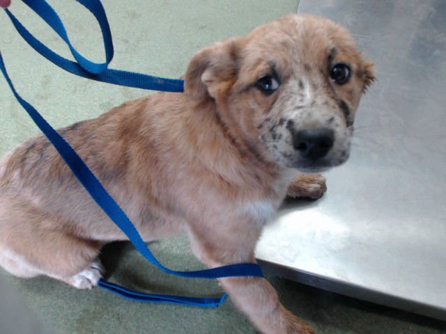 SABLE - German Shepherd Dog available for adoption