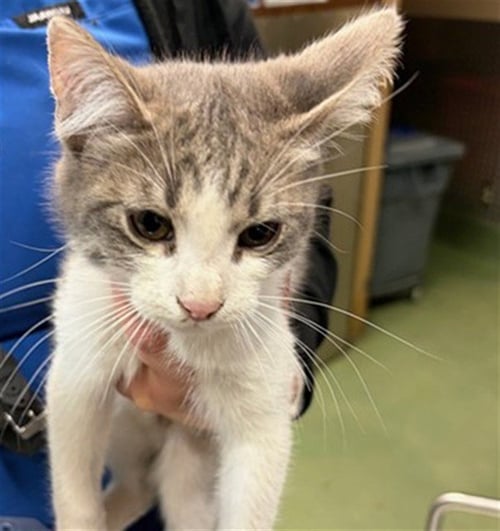 PORK CHOP - Domestic Short Hair available for adoption