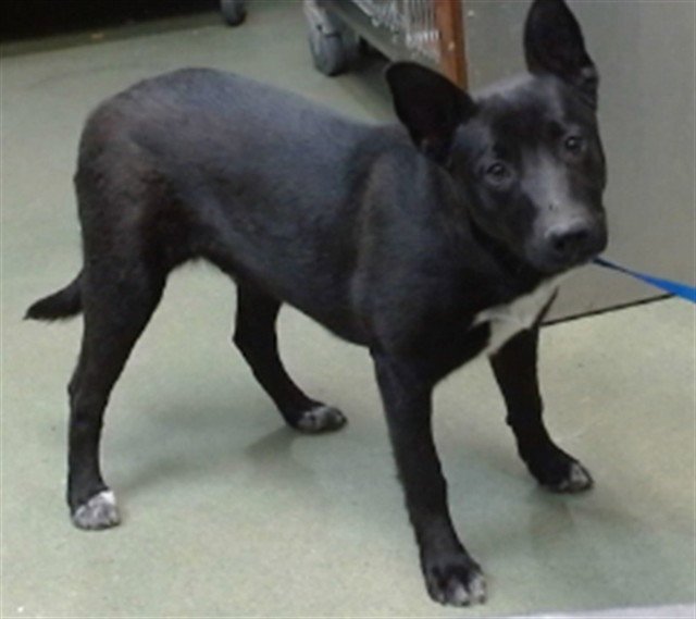 MED ADOPT PLATO Image