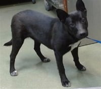 MED ADOPT PLATO - Photo 1