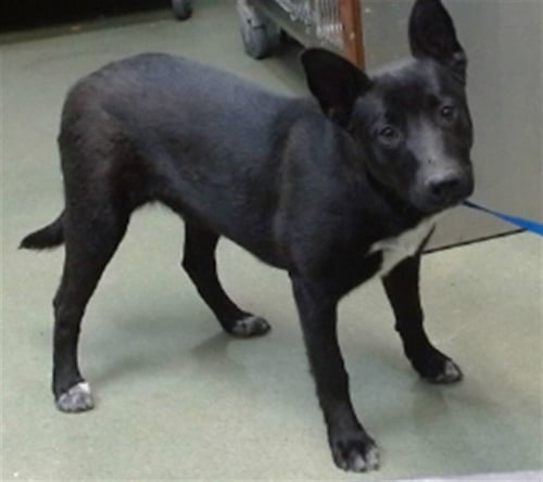 MED ADOPT PLATO