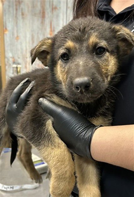 TAMMY - German Shepherd Dog available for adoption