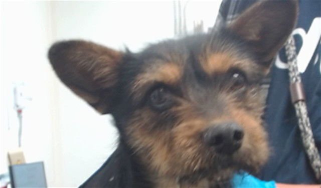 CHICHARRON - Yorkshire Terrier Yorkie available for adoption