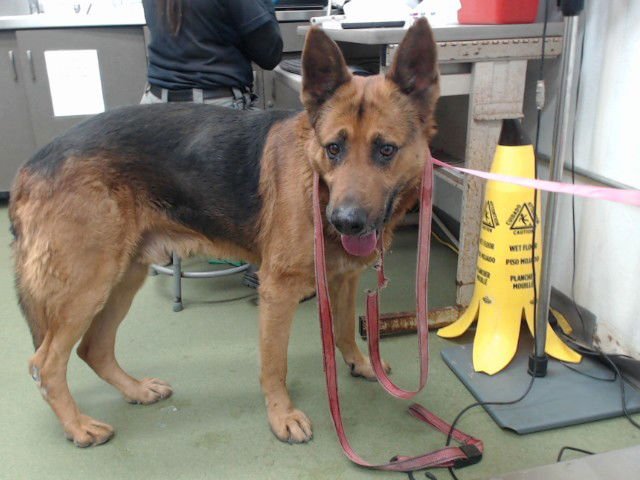 BOWDY - German Shepherd Dog available for adoption