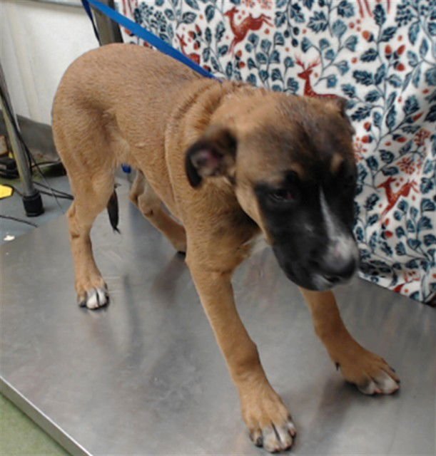 ERNIE - Pit Bull Terrier available for adoption