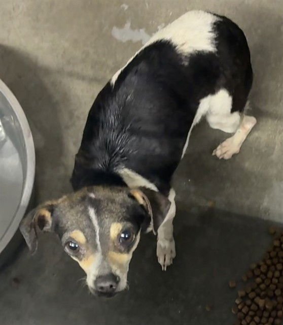 LUCKY - Chihuahua available for adoption