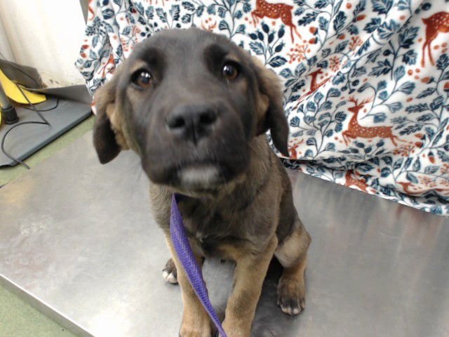 MED WAIVER MELISA - German Shepherd Dog available for adoption