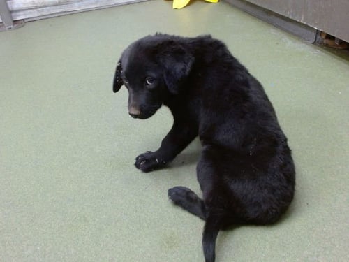 MED WAIVER BELLADONNA - Labrador Retriever available for adoption