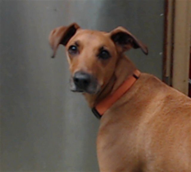 POKI - Vizsla available for adoption