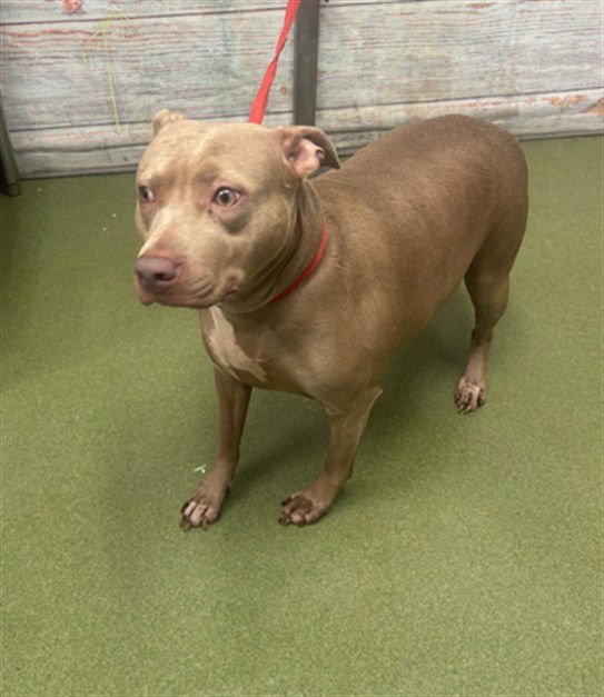 PRINCEY - Pit Bull Terrier available for adoption