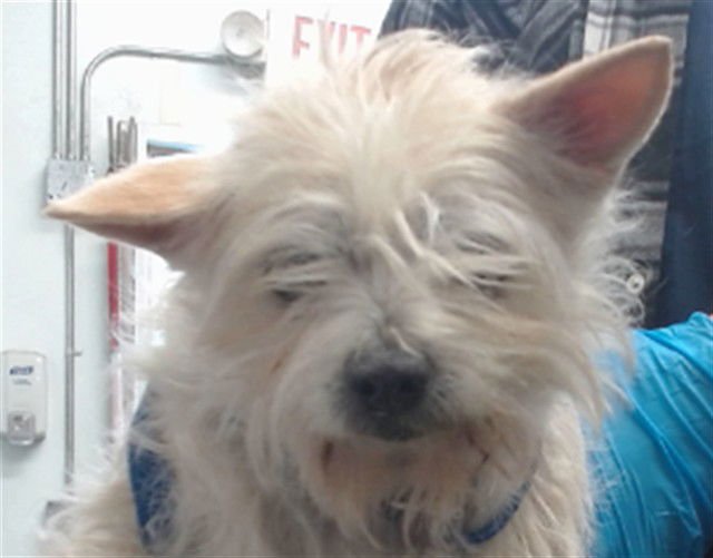 MICKY - Terrier available for adoption