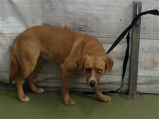 PORKCHOP - Terrier available for adoption