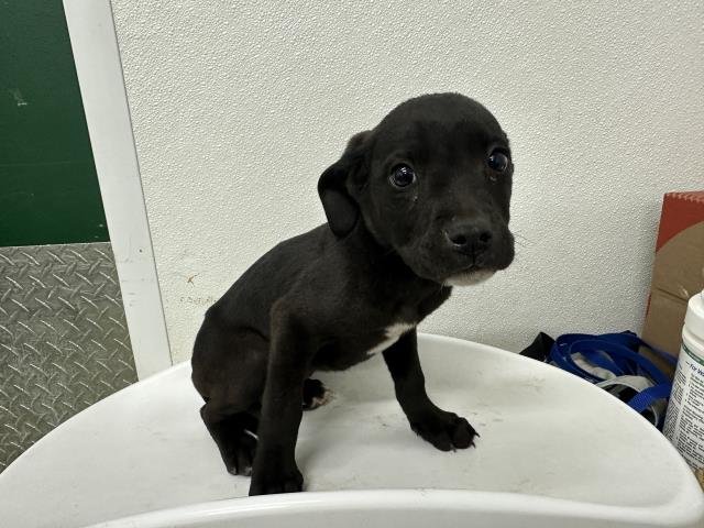 MED WAIVER JOSH - Pit Bull Terrier available for adoption