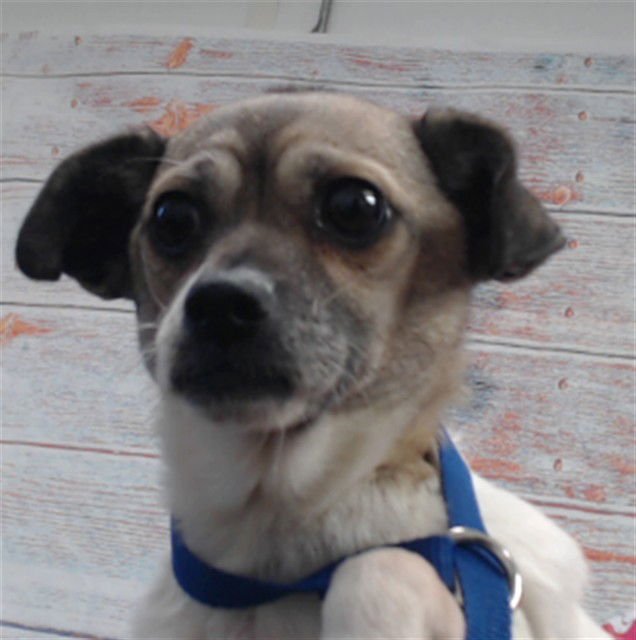 SELENA - Chihuahua available for adoption