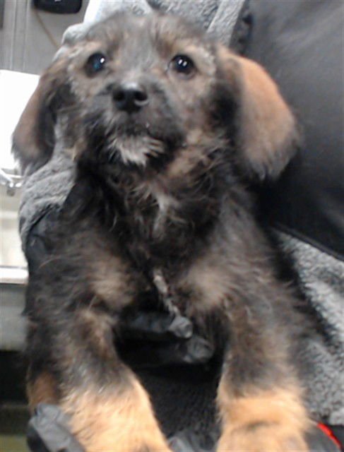 FLOWER - Chihuahua available for adoption