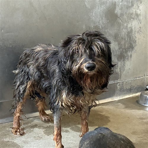 SHAGGY - Terrier available for adoption