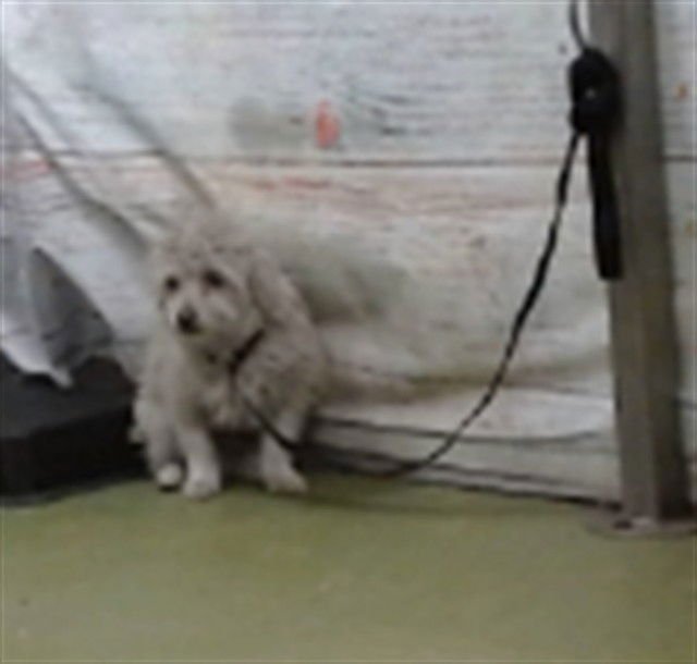 STITCH - Maltese available for adoption