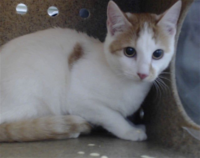 MARY JANE - Domestic Short Hair available for adoption